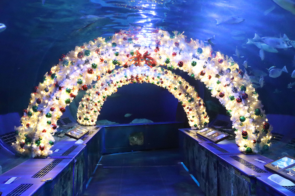 クリスマス仕様のトンネル水槽の画像