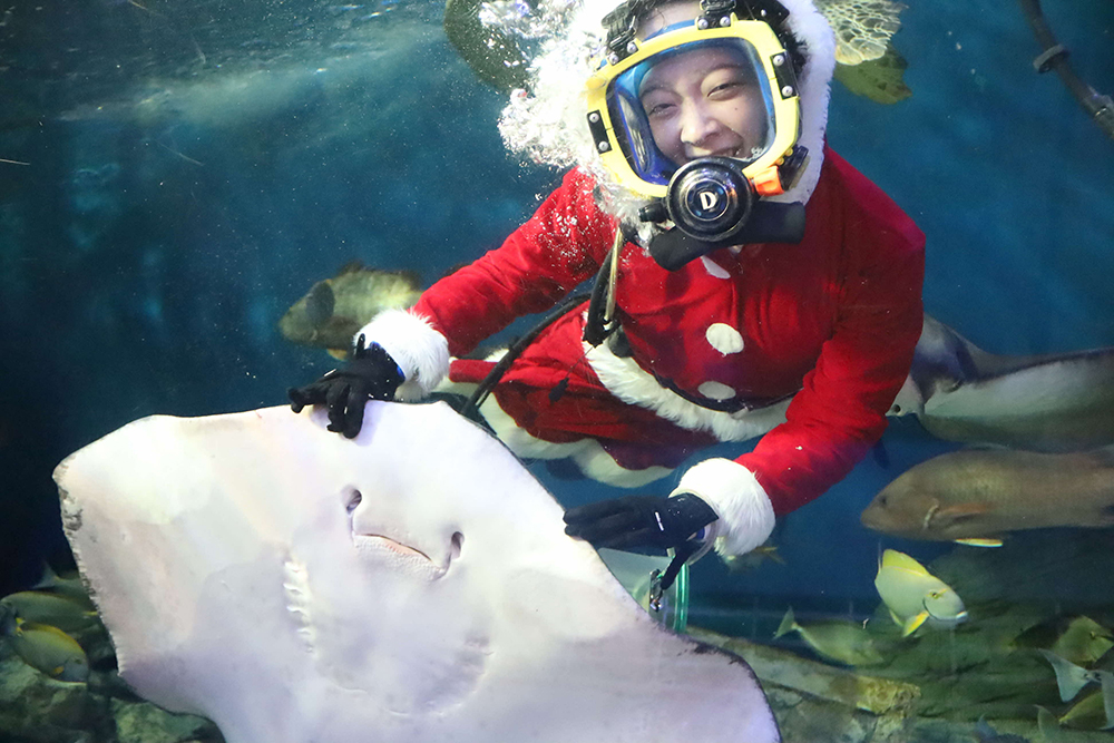 クリスマスバージョンの水中ショーの画像