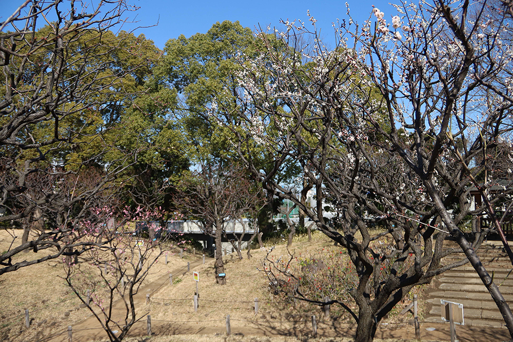 開花した梅の木の画像