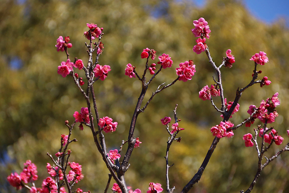 赤い梅の花のアップの画像