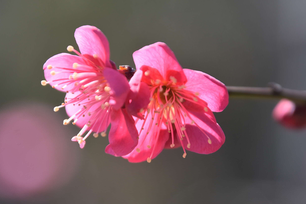 梅の花の写真