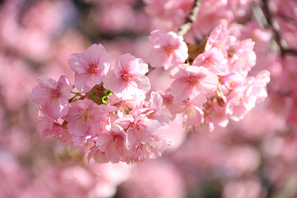満開の河津桜の画像