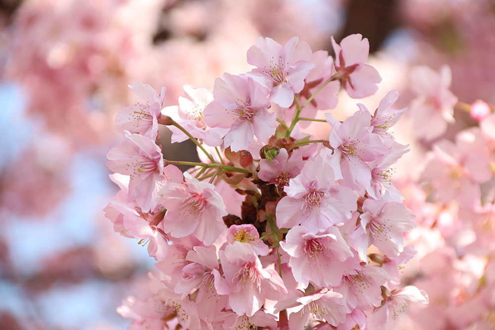 見ごろを迎えた河津桜の画像