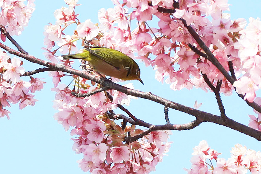 河津桜の蜜を吸いにきたメジロの画像