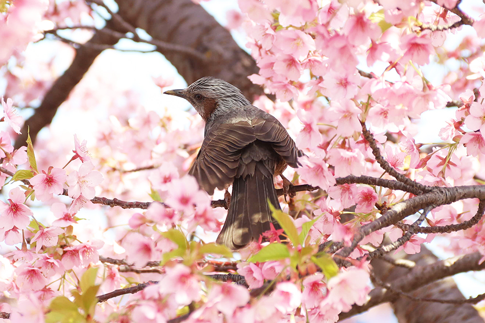 河津桜の蜜を吸いにきたヒヨドリの画像