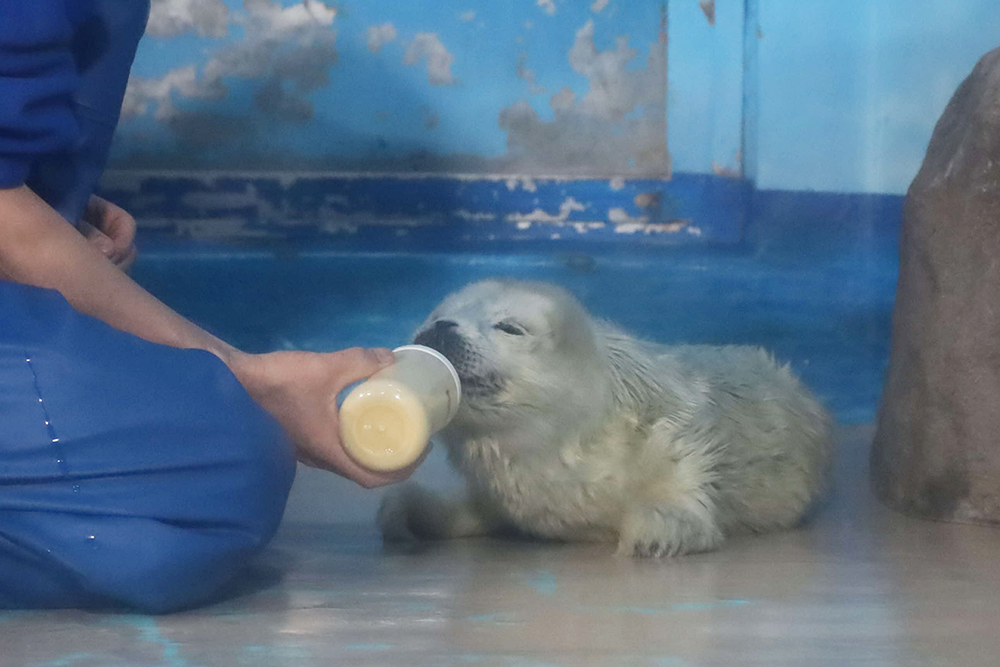 ミルクを飲むゴマフアザラシの赤ちゃんの画像