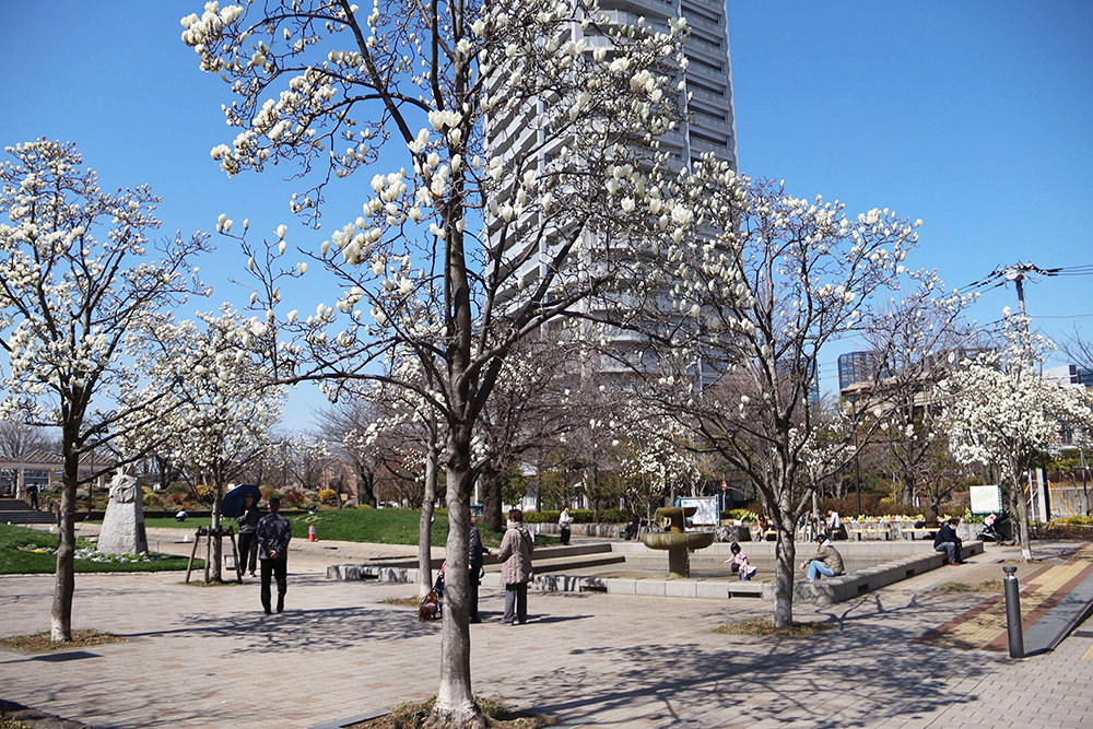 ハクモクレンの公園広めの画像