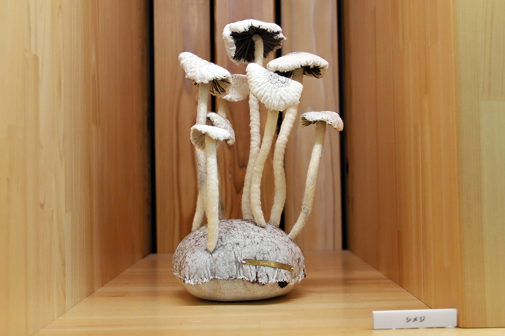 シメジの写真