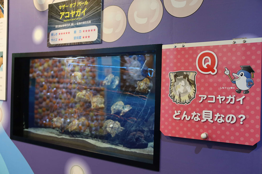 アコヤ貝の展示とQAパネル