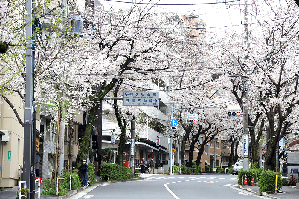 かむろ坂の桜の画像