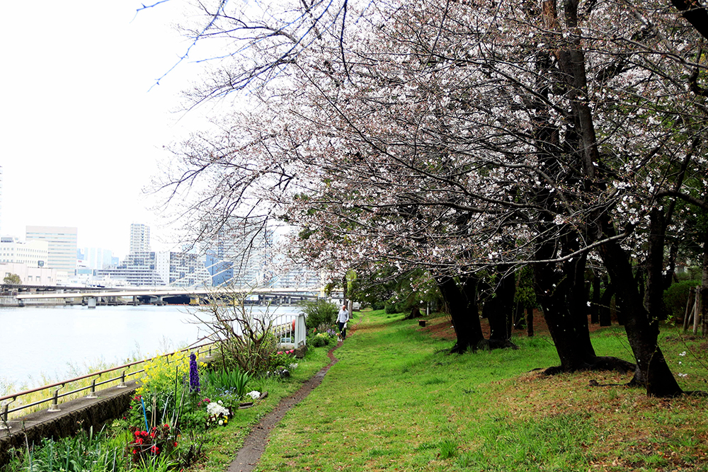 京浜運河緑道公園の桜の画像