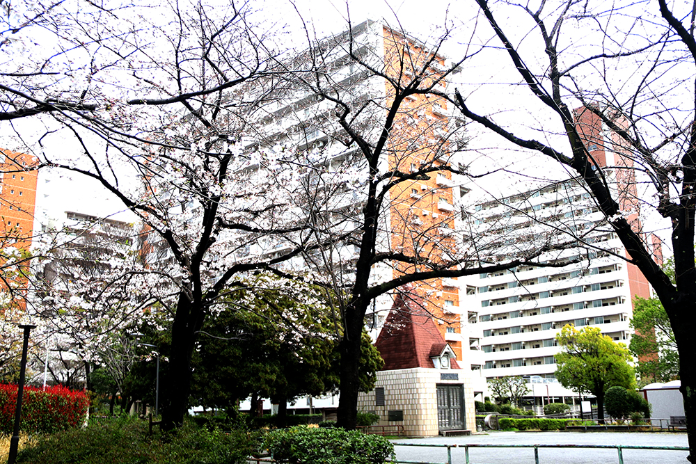 しおじ公園の桜の画像