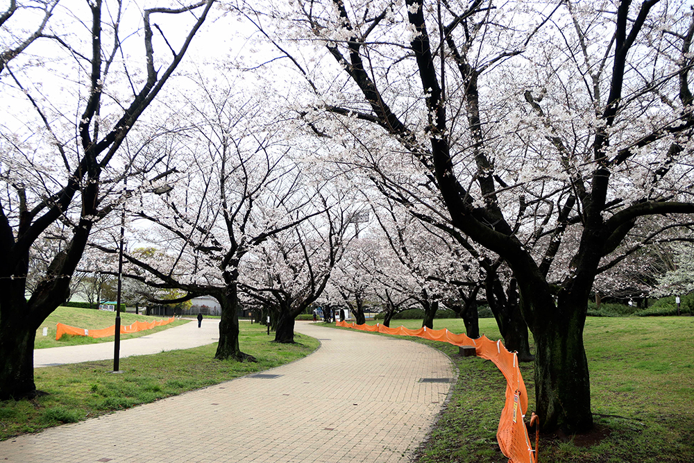大井ふ頭中央海浜公園の桜の画像