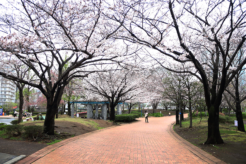 東品川海上公園の桜の画像