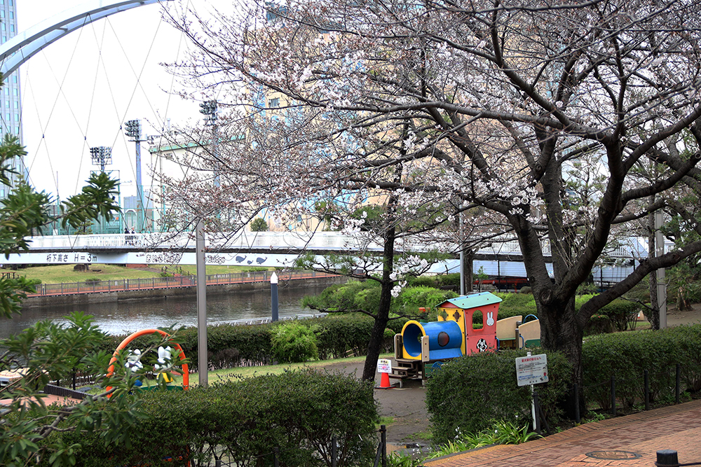 桜とアイル橋の画像