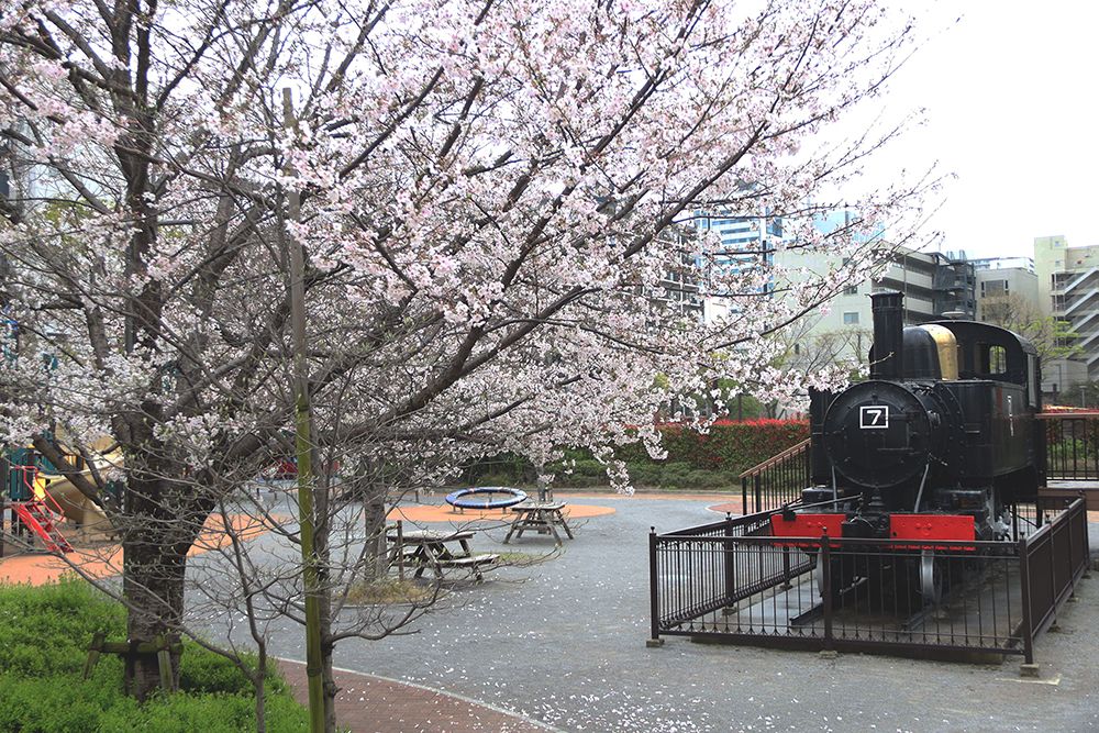 桜とSLの画像