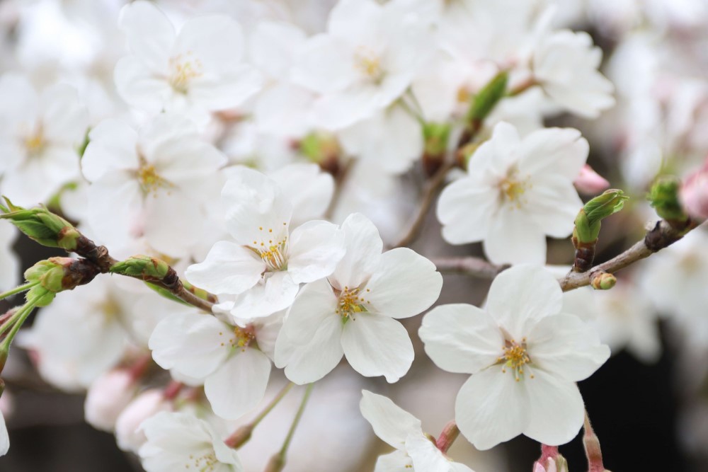 桜のアップの画像
