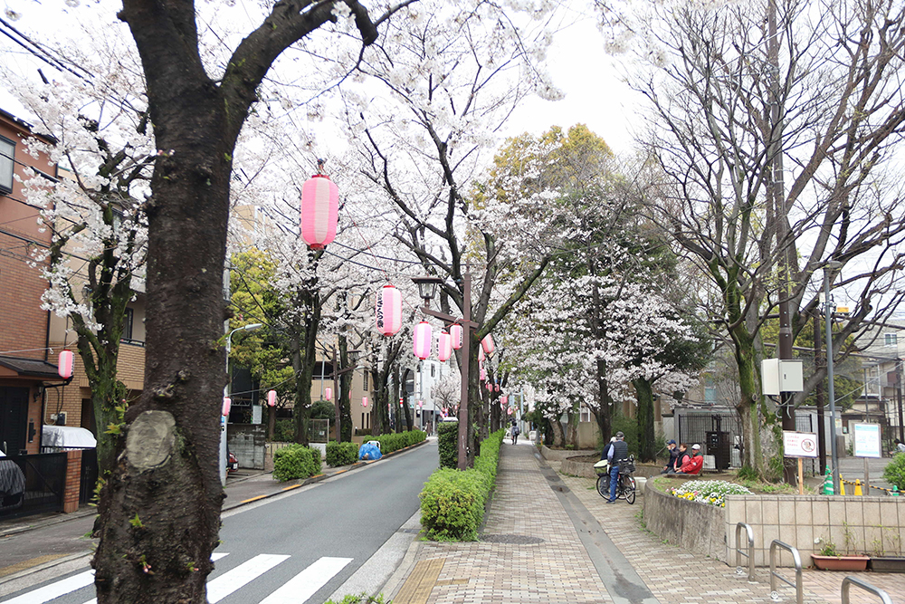 荏原南公園周辺の桜の画像