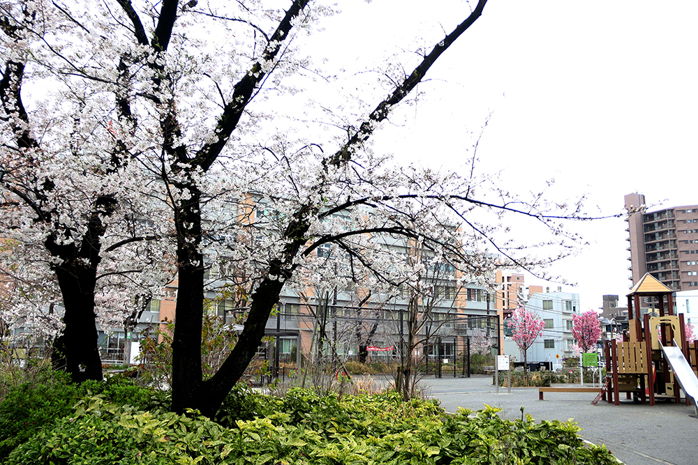 浜川公園の桜の画像