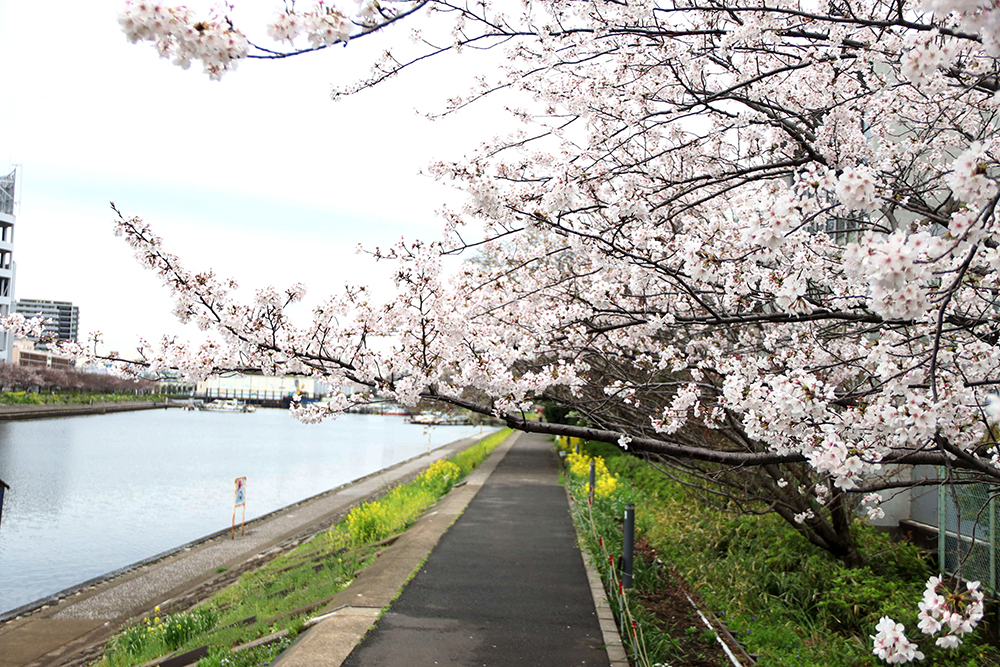 しながわ花海道の桜の画像