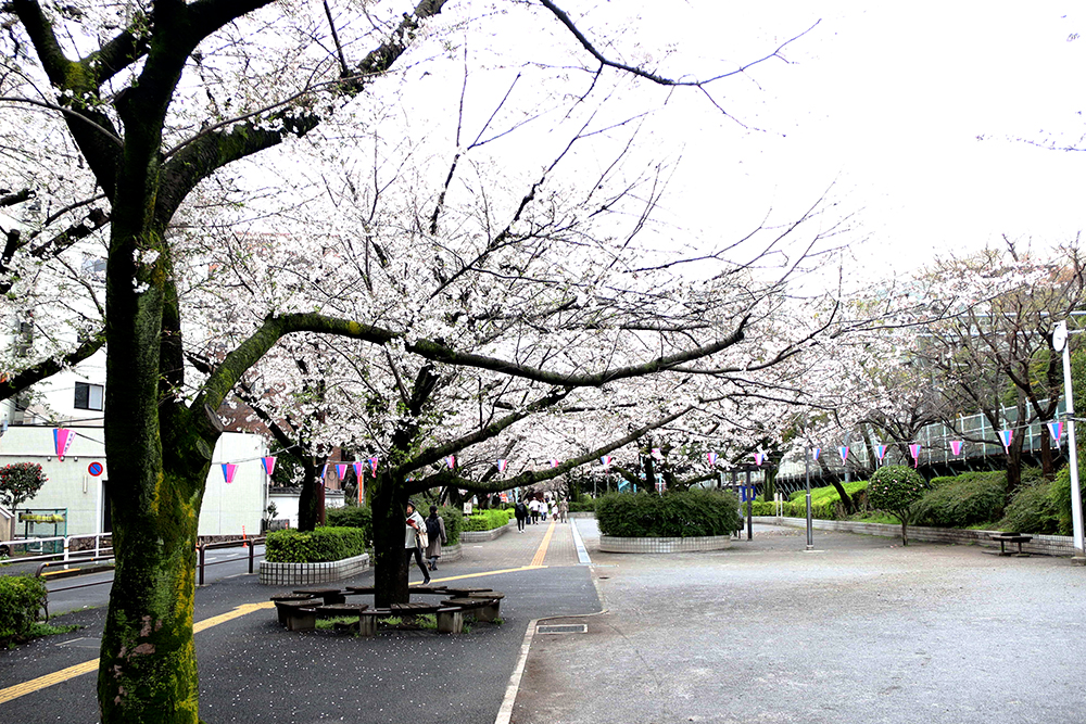 大井水神公園の桜の画像