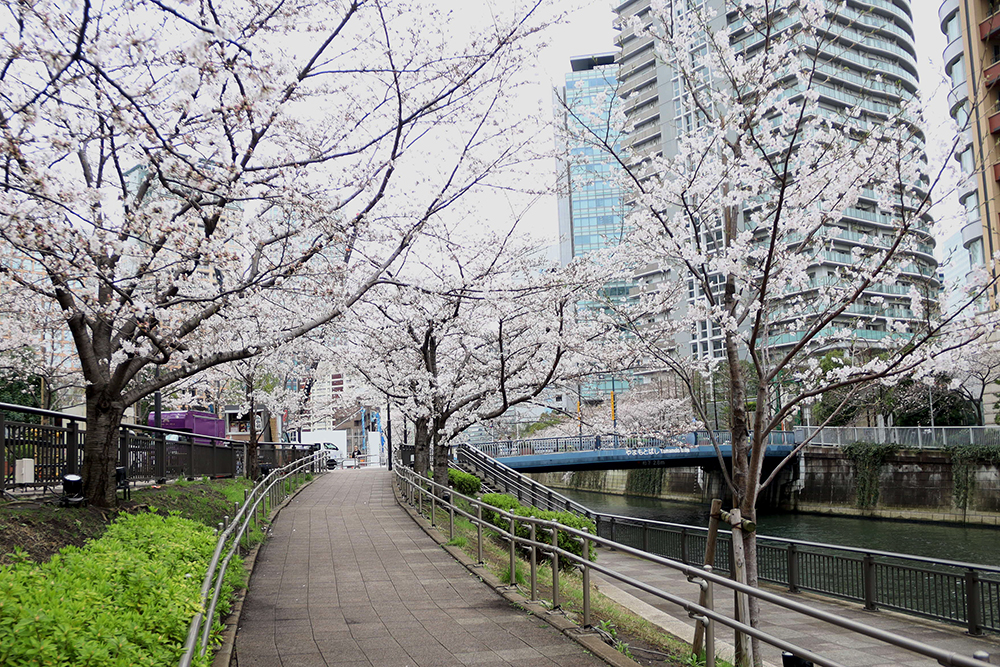 五反田ふれあい水辺広場の桜の画像