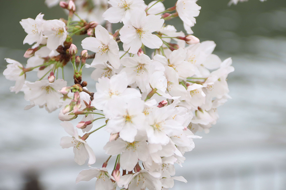 桜のアップと水面の画像