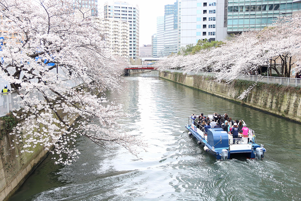 目黒川の桜とボートの画像