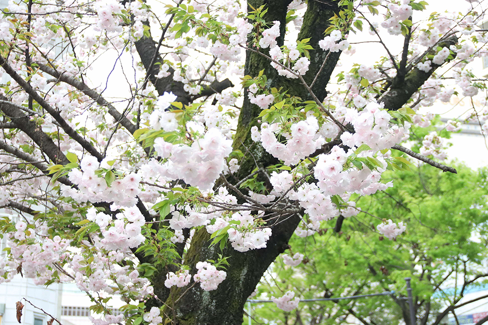 八重桜の画像