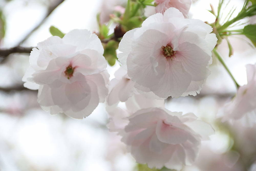 八重桜のアップの画像