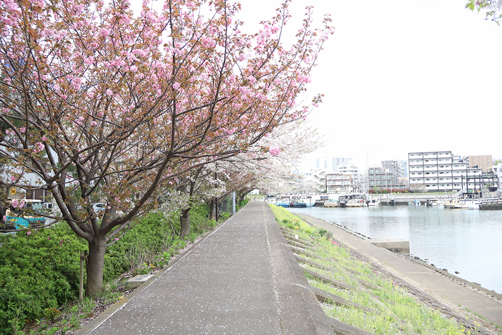 しながわ花海道の八重桜の画像