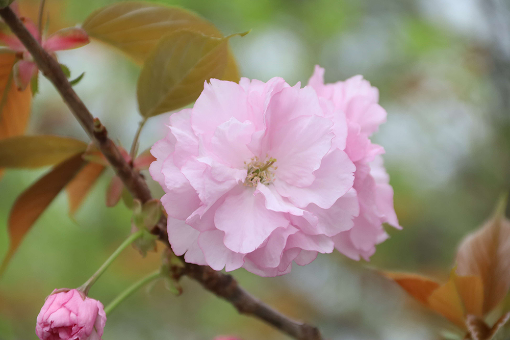 濃いピンクの八重桜の画像