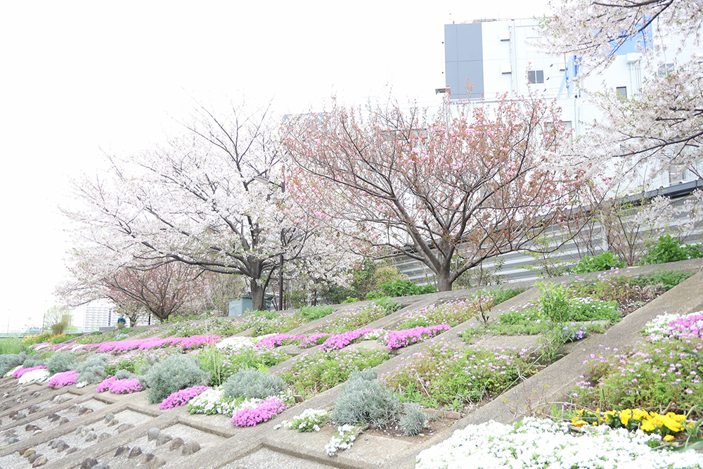芝桜と八重桜の画像