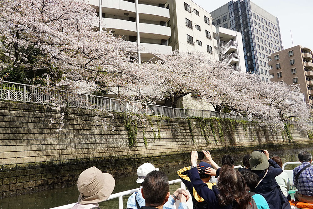 クルーズ周遊船から見える桜