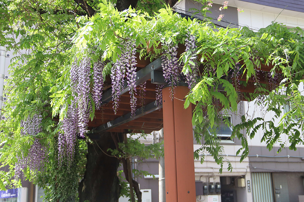 後地公園の藤棚の画像