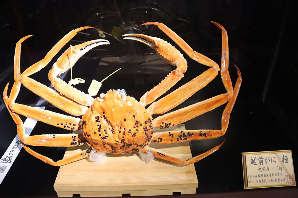 越前ガニ「極」のはく製の画像