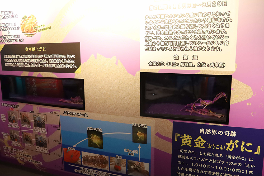 貴重な越前ガニの水槽と説明パネルの画像