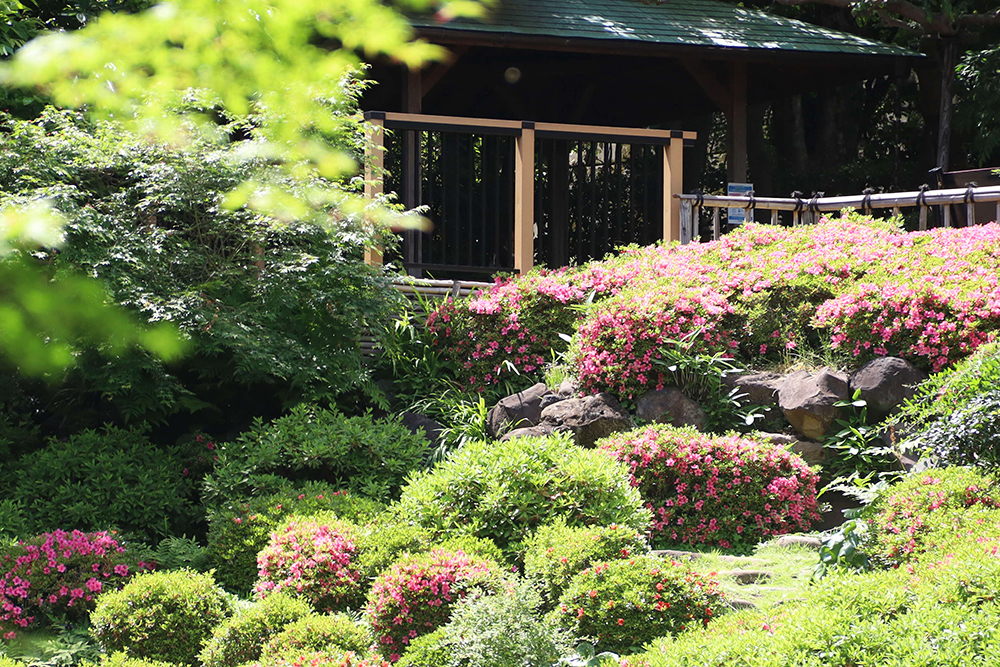 池田山公園の東屋とサツキの画像