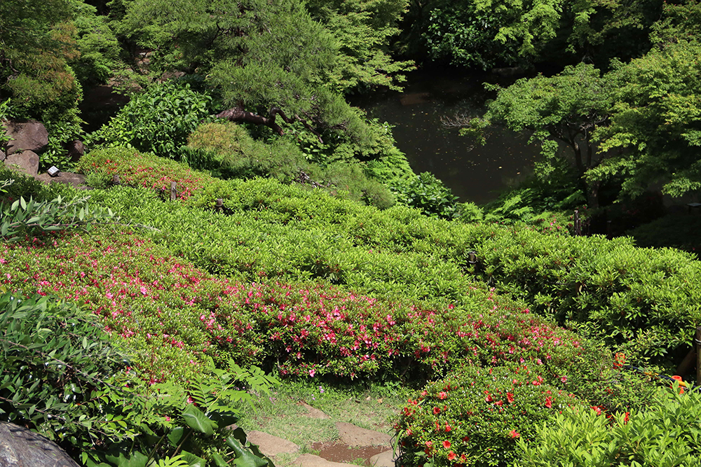 池田山公園最上部から池を見下ろした画像