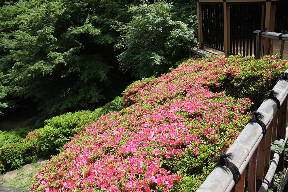 池田山公園の東屋周辺に咲いたサツキの画像