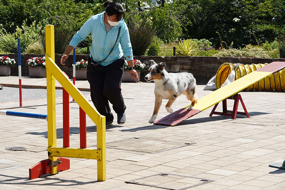 愛犬とトレーニングする画像