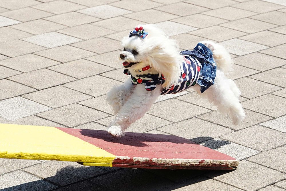 障害物を駆け上がる犬の画像
