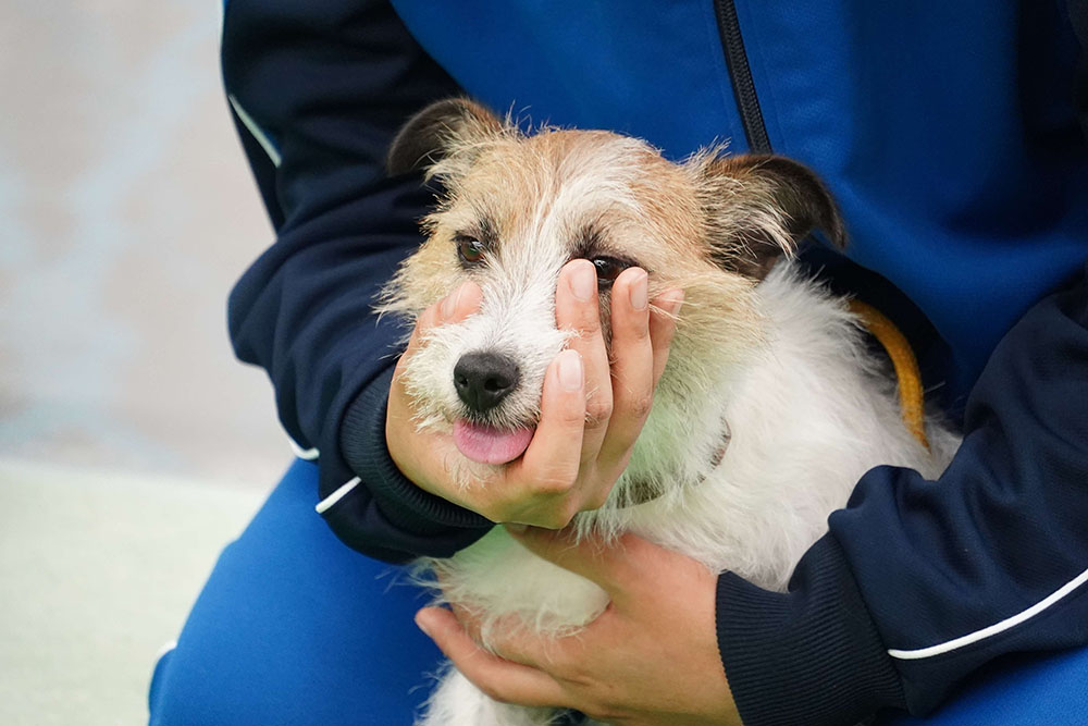 犬をあやす画像