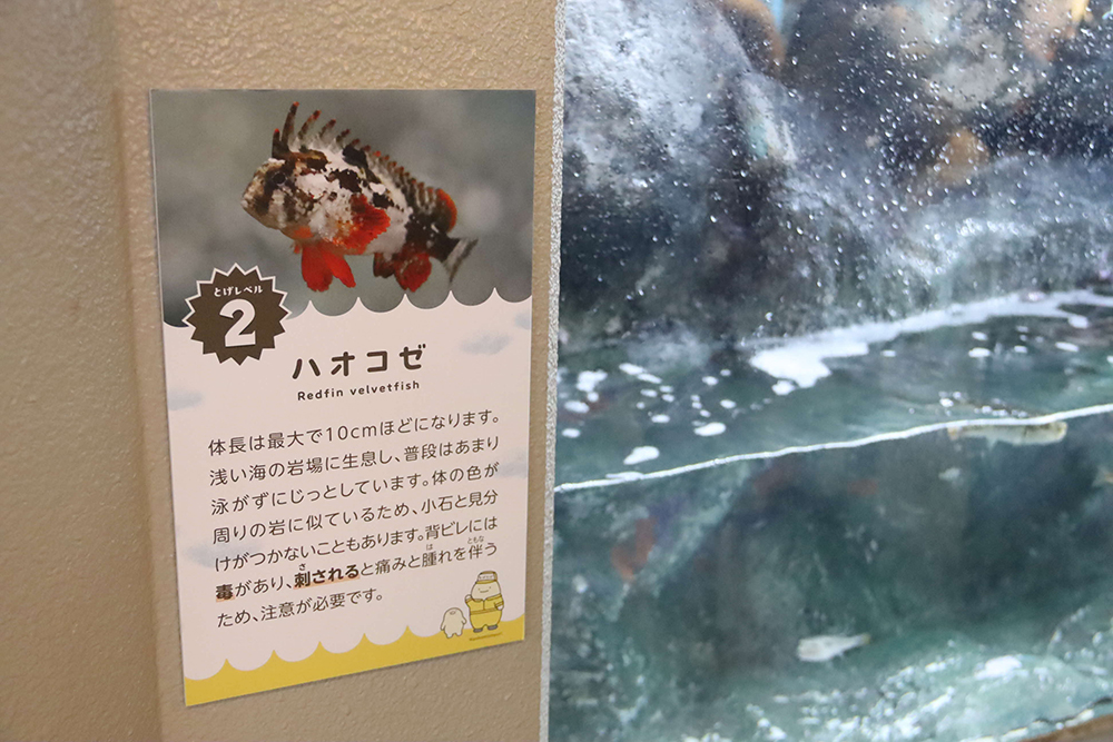 館内のトゲを持つ生き物を解説するパネルの画像
