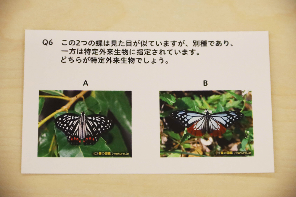 環境クイズの質問カードの画像