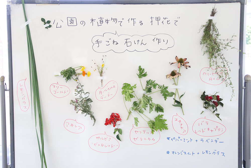 押し花の標本の画像