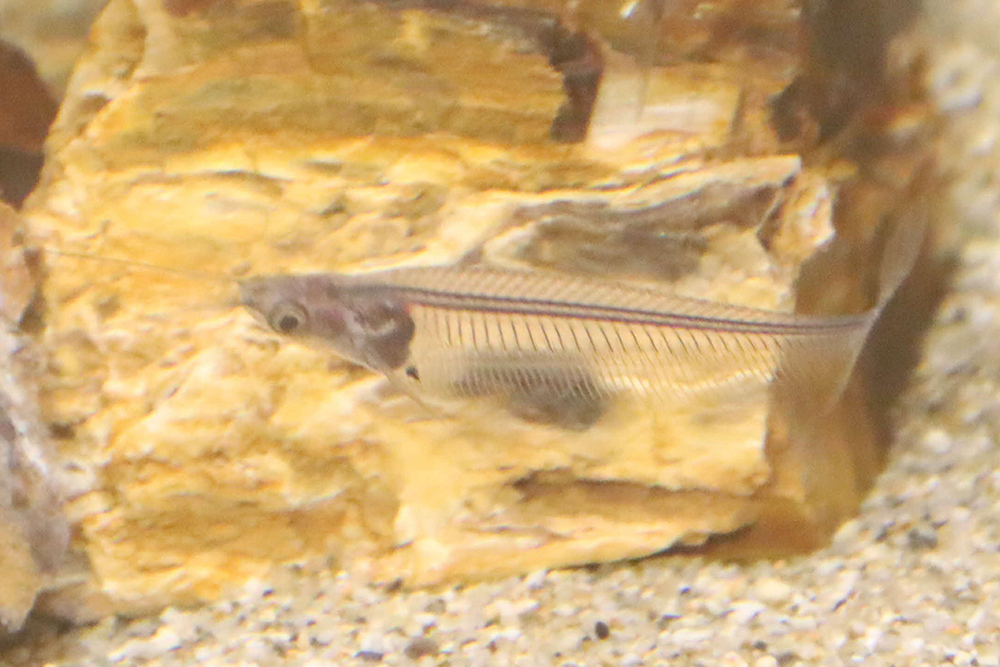 体が透明な魚の画像