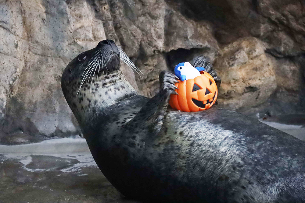 アザラシショーの画像