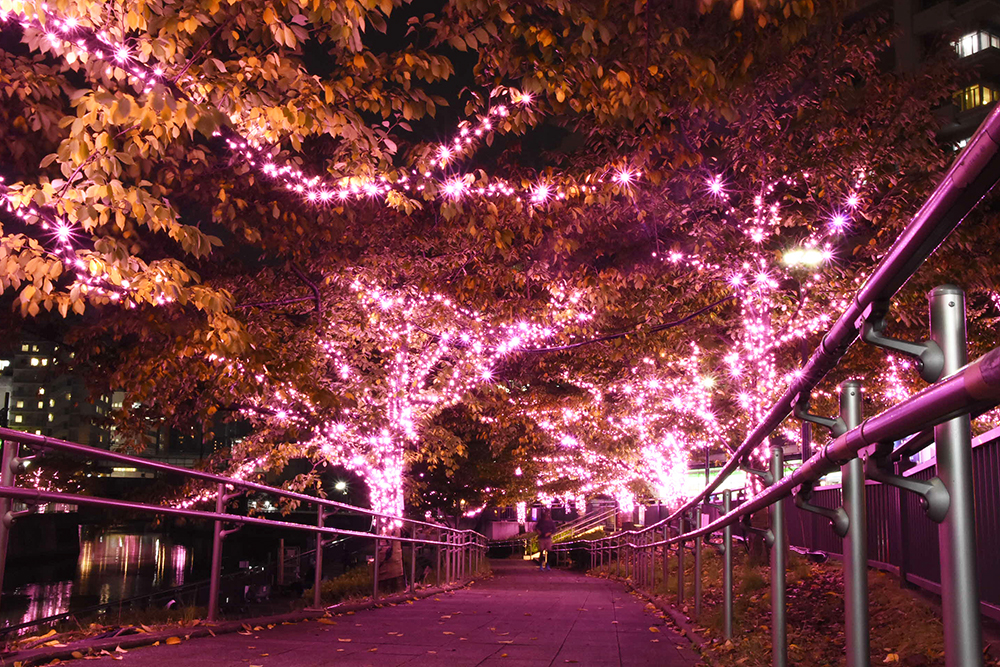 光の桜並木の画像