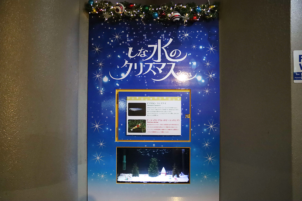 クリスマス水槽の画像